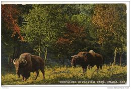 Etats Unis. Buffaloes, Riverview Park, Omaha - Omaha