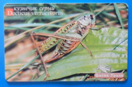 Russia Decticus Verrucivorus Grasshopper Insect Bug Ekaterinburg - Otros & Sin Clasificación