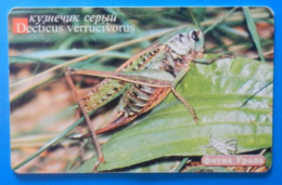 Russia Decticus Verrucivorus Grasshopper Insect Bug Ekaterinburg - Autres & Non Classés