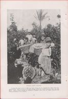 Palestine. Picking Jaffa Oranges. Foto Da Rivista 1914 - Reproductions