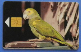 Bonaire Yellow-shouldered Parrot Bird Macaw Oiseaux Vogel Birds Parrots Telefonia Bonariano - Papageien