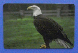 Liberia Phone Bird Bald Eagle Oiseau Vogel Birds Aquila - Águilas & Aves De Presa