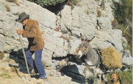 Aspect De La Vie Pastorale Dans Les Alpes (ane) - Allevamenti