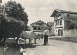 Pyrénées-Atlantiques Ainhoa Un Coin Typique De Village - Attelage - 10,5x15 - Yvon Editions D'Art - Ainhoa