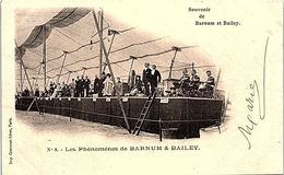 SPECTACLE --  Souvenir De Barnum Et Bailey - N° 8 - Les Phénoménes Du Barnum & Bailey - Circus