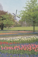 CP HOLLAND PAYS BAS - KEUKENHOF - TULIPES MOULIN - MOLEN - WINDMILL - Lisse