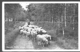 Nederland Holland Pays Bas Nijverdal Schapen En Herder - Nijverdal