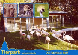 Tierpark Ueckermünde, Germany - Camel, Zebra, Crane, Flamingo - Ueckermuende