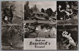 Hamburg Stellingen - S/w Carl Hagenbeck's Tierpark 13 - Stellingen