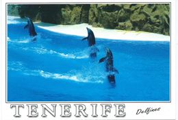 Dolphins - Tenerife - Spain - Dauphins