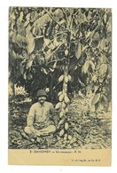 CPA DAHOMEY UN CACAOYER - Dahomey