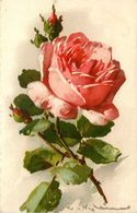 Catharina KLEIN * Illustrateur * Fleurs Roses - Klein, Catharina