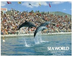 (A 7) Australia - QLD - Dolphin At Sea World - Gold Coast