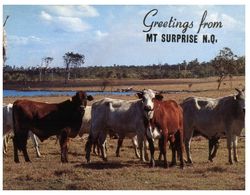 (A 9) Australia - QLD - Cows In Mt Surprise - Far North Queensland