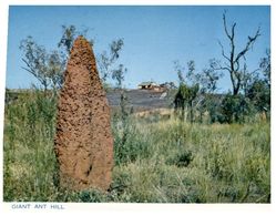 (A 11) Australia - NT - Near Tennant Creek - Giant Ant Hill - Unclassified