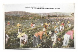 CPA 06 ALPES MARITIMES  GRASSE Cueillette Des Fleurs De Jasmin De La Parfumerie Bruno Court Grasse - Cultures