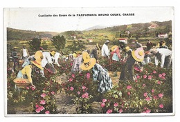 CPA 06 ALPES MARITIMES  GRASSE Cueillette Des Roses De La Parfumerie Bruno Court Grasse - Culture