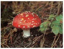 (A 17) Poisonous Mushrooms / Champignon (mortel) - Mushrooms