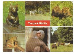 8900  GÖRLITZ - TIERPARK  ZOO  1985 - Goerlitz