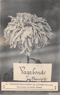 33-LESPARRE-CHRYSANTHEMES BONNIN- VAGABONDE BONNIN - Lesparre Medoc