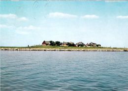 1 AK Germany / Schleswig-Holstein * Blick Zur Hallig Oland * - Halligen