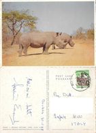 Rinoceronti. Kruger National Park (RSA). Viaggiata 1968 - Rhinozeros