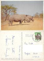 Rinoceronti. Kruger National Park (RSA). Viaggiata 1968 - Rhinocéros