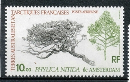 T.A.A.F Aérien 1979 N°60 Flore. Le Phylica Nitida, Arbre île Amsterdam N** ZT172A - Luchtpost