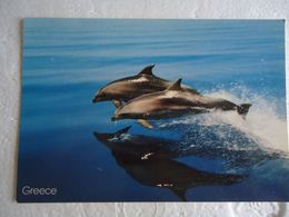 GREECE POSTCARDS  ANIMALS DOLPHINS - Dauphins