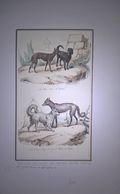 Gravure 19ème Sur Acier - Chiens : Le Chien Turc , Le Gredin , Le Chien Loup , Le Grand Chien De Russie - Prints & Engravings