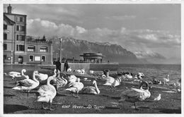 Vevey Les Cygnes - Vevey