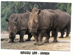 (A 33) Rhinoceros - Rhinozeros
