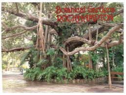 (A 34) Australia - QLD - Rockhampton Banyan Tree At Botanical Garden - Rockhampton