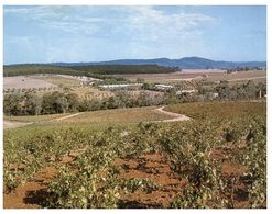 (A 34) Australia - SA - Grape At Barossa Valley - Barossa Valley