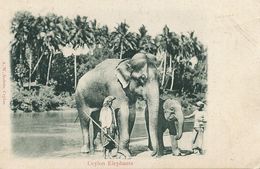 Ceylon Elephant  Edit Andrée . Undivided Back. P. Used 1903 To Ecole Communale Huriel Allier - Sri Lanka (Ceylon)