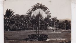 MALAISIE / CARTE PHOTO / TRAVELING TREE - Malaysia