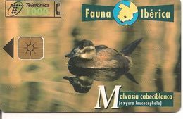 CARTE-PUCE-ESPAGNE-1000Pts-05/96-CANARD-MALVASIA CABECIBLANCA-TBE - Gallinaceans & Pheasants