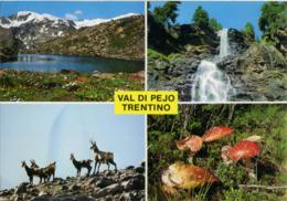 VAL DI PEJO  TRENTO  Amanita Muscaria  Boletus Edulis Porcino - Mushrooms