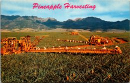 Hawaii Pineapple Harvesting With Libby's Modern Machinery - Big Island Of Hawaii