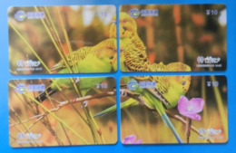 China X4 Puzzle Parrot Bird Parakeet Oiseaux Vogel Birds Parrots Uccello Pappagallo - Parrots