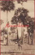 Natives Climbing Toddy Palm Tree British India Missionary Postcard CPA Mission Missie Zusters Van De Jacht Heverlee - Indien