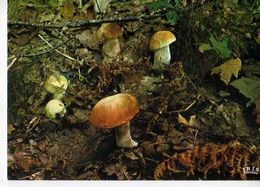 Images De France A La Saison Des Champignons Les Cepes - Mushrooms