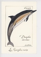 Domitille Heron Illustrateur : Dauphin Commun, Odontocètes, Mammifères Marins (cp Vierge) - Dauphins