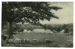 Ref 1380 - 1923 Postcard - The Camp & Sheep - The Hayes - Swanwick Debyshire - Derbyshire