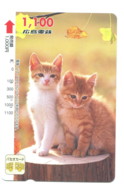 Japon - Bus Card : Chat - Mundo