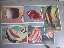 Lot De 9 Cartes Du Musee Oceanographique . Divers Poissons - Ozeanographisches Museum