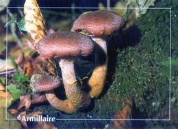 CPSM  Armillaire  (1996-pierron) - Mushrooms