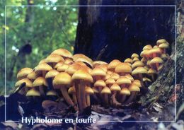 CPSM   Hypholome En Touffe  (1996-pierron) - Mushrooms