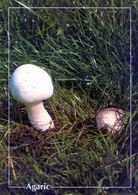 CPSM   Agaric   (1996-pierron) - Mushrooms