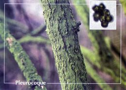 CPSM   Pleurocoque   (1996-pierron) - Mushrooms